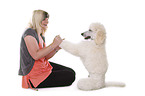 sitting standard poodle