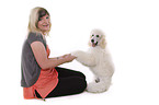 sitting standard poodle