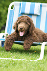 Poodle puppy
