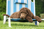 Poodle puppy
