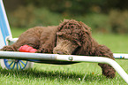 Poodle puppy