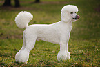 Giant Poodle
