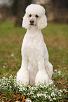 sitting Giant Poodle