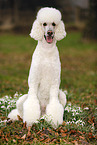 sitting Giant Poodle