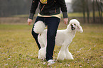 Giant Poodle