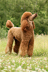 Giant Poodle