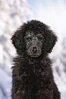 young male royal poodle