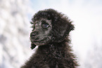 young male royal poodle