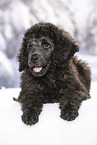 young male royal poodle