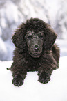 young male royal poodle