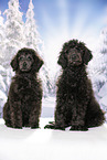 young male royal poodles