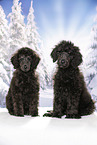 young male royal poodles