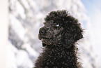 young male royal poodle