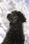 young male royal poodle