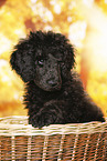 young male royal poodle