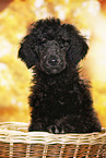 young male royal poodle
