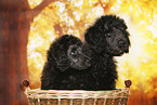young male royal poodles