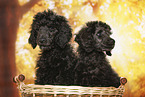 young male royal poodles