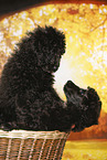 young male royal poodles