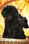 young male royal poodles
