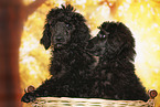 young male royal poodles