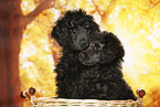 young male royal poodles