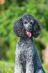 Giant Poodle Portrait