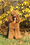 Giant Poodle