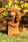 Giant Poodle