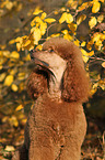Giant Poodle Portrait