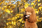 Giant Poodle Portrait