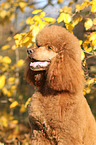 Giant Poodle Portrait