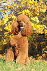 sitting Giant Poodle
