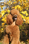 Giant Poodle Portrait