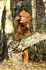 Giant Poodle