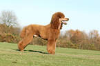 Giant Poodle