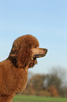 Giant Poodle Portrait