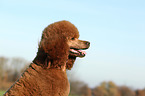 Giant Poodle Portrait