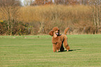 walking Giant Poodle