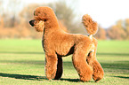 Giant Poodle