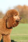 Giant Poodle Portrait