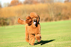 walking Giant Poodle