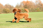 walking Giant Poodle