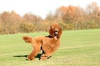 running Giant Poodle