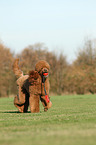 playing Giant Poodle