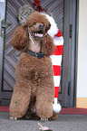 sitting Giant Poodle