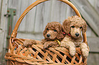 Giant Poodle Puppies