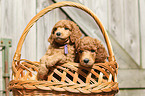Giant Poodle Puppies