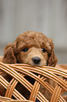Giant Poodle Puppy
