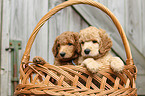 Giant Poodle Puppies